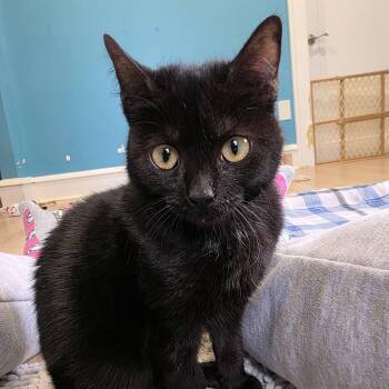 Domestic Short Hair Cats Available for Adoption - Zoe | PetCurious