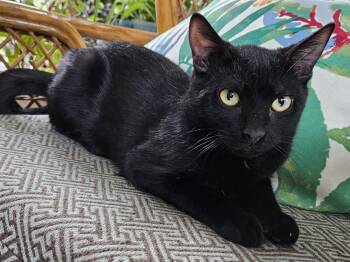 Rescue Domestic Short Hair Cats for Adoption in Richmond, Virginia - Noir | PetCurious