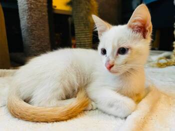 Tofu - Gorgeous flame point Siamese kitten -  Siamese Cat for Adoption in Muskego, Wisconsin - Tofu - Gorgeous Flame Point Siamese Kitten | PetCurious