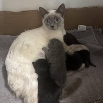Isabella -  Siamese Cat for Adoption in Ferndale, Washington - Isabella | PetCurious