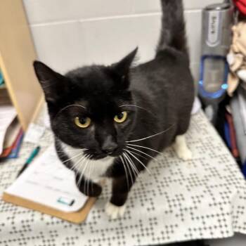 Dapper -  Domestic Short Hair Cat for Adoption in Galax, Virginia - Dapper | PetCurious