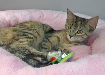 Torbie Cats Available for Adoption - Nora | PetCurious