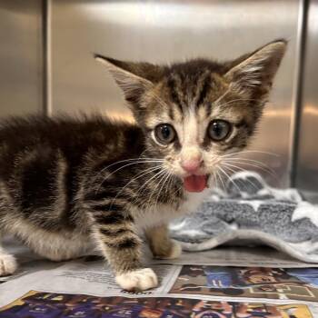 Stray - Mackfieldson Rd -  Domestic Short Hair Cat for Adoption in Roxboro, North Carolina - Stray - Mackfieldson Rd | PetCurious