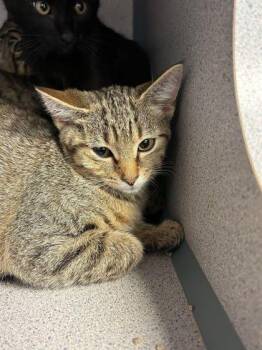 Artemis -  Domestic Short Hair Cat for Adoption in Bowling Green, Kentucky - Artemis | PetCurious