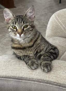 Nebula -  Domestic Short Hair Cat for Adoption in Fishers, Indiana - Nebula | PetCurious