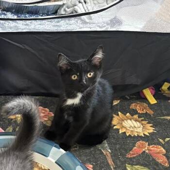 Labubu -  Domestic Short Hair Cat for Adoption in Chicago, Illinois - Labubu | PetCurious