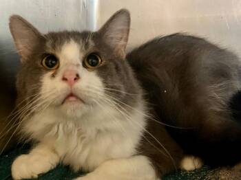 Angus -  Domestic Medium Hair Cat for Adoption in Lima, Ohio - Angus | PetCurious