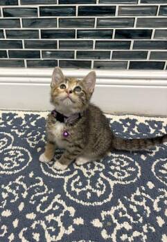 Calico and Tabby Cats Available for Adoption in Maitland, Florida - Chilli | PetCurious