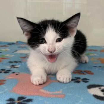 Domestic Short Hair Cats Available for Adoption in Beaumont, Texas - Stink Bug | PetCurious