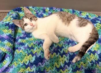 Domestic Short Hair Cats Available for Adoption - Willie | PetCurious