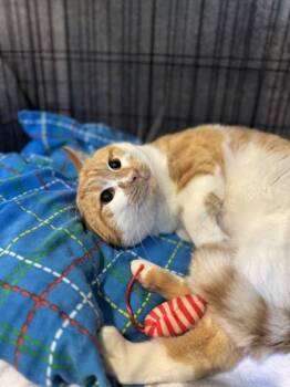Camembert -  Domestic Short Hair Cat for Adoption in Richmond, Virginia - Camembert | PetCurious