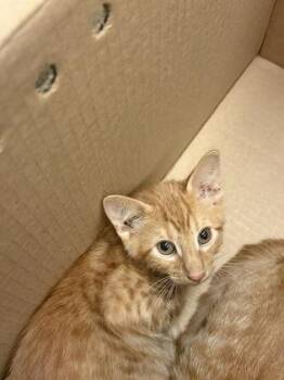Pumbaa -  Domestic Short Hair Cat for Adoption in Wichita, Kansas - Pumbaa | PetCurious