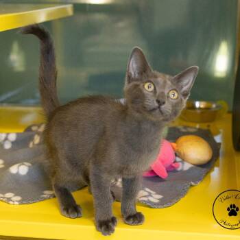 Figgy Pudding -  Domestic Short Hair Cat for Adoption in Abilene, Texas - Figgy Pudding | PetCurious