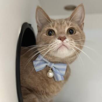 Eugene -  Domestic Short Hair and Mixed Breed Cat for Adoption in Matteson, Illinois - Eugene | PetCurious