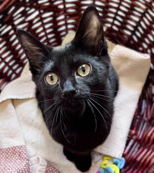 Domestic Short Hair Cats Available for Adoption in Rocky Hill, Connecticut - Luna | PetCurious