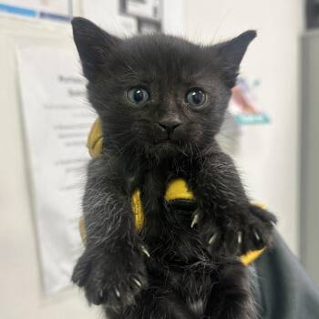 Domestic Short Hair Cats Available for Adoption in Charleston, West Virginia - Fire Alarm | PetCurious