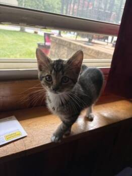 Max - Available in Foster -  Domestic Short Hair Cat for Adoption in Morristown, New Jersey - Max - Available In Foster | PetCurious