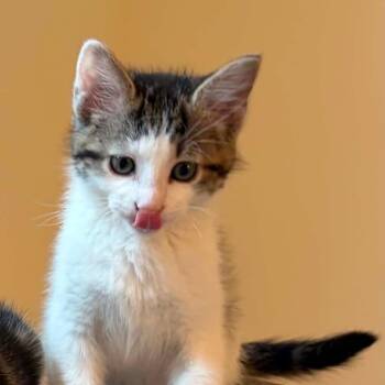 Woody -  Domestic Short Hair Cat for Adoption in New Albany, Ohio - Woody | PetCurious