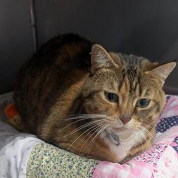 Kit -  Domestic Short Hair Cat for Adoption in Jefferson City, Tennessee - Kit | PetCurious