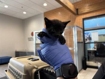 Domestic Short Hair Cats Available for Adoption in Rowlett, Texas - ALVIN | PetCurious