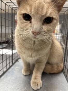 CASSI -  Domestic Short Hair Cat Available for Adoption in Las Vegas, Nevada - CASSI | PetCurious