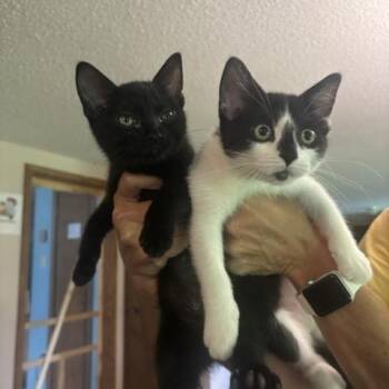 Lady and Lassie -  Domestic Short Hair Cat for Adoption in Hutchinson, Minnesota - Lady And Lassie | PetCurious