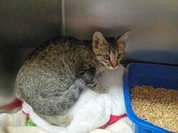 Mickey -  Domestic Short Hair Cat for Adoption in Longmont, Colorado - Mickey | PetCurious