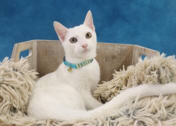 Rescue Domestic Short Hair Cats for Adoption in League City, Texas - Minnie Mouse | PetCurious