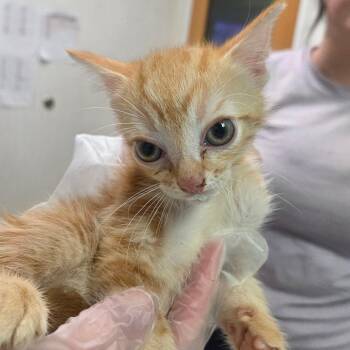Newport -  Domestic Medium Hair Cat for Adoption in Charleston, West Virginia - Newport | PetCurious