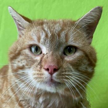 Domestic Short Hair Cats Available for Adoption - Taco | PetCurious