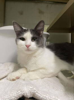 Rescue Domestic Short Hair Cats for Adoption in Rochester, New Hampshire - Willow AND Casey | PetCurious