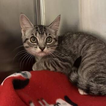 Jubilee -  Domestic Short Hair Cat for Adoption in Walnut Creek, California - Jubilee | PetCurious