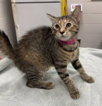MOONBEAM -  Domestic Short Hair Cat for Adoption in Peoria, Illinois - MOONBEAM | PetCurious