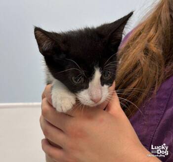 Abu Dhabi -  Domestic Short Hair Cat for Adoption in Washington, District Of Columbia - Abu Dhabi | PetCurious