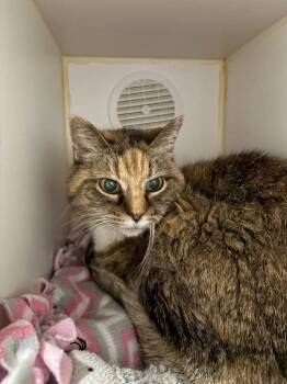 Rescue Domestic Short Hair Cats for Adoption in Ashland, Wisconsin - Sassy | PetCurious