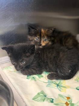 (K) Camden -  Domestic Short Hair Cat for Adoption in Portland, Indiana - (K) Camden | PetCurious