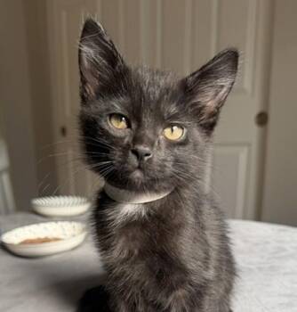 Loretta -  Domestic Short Hair Cat for Adoption in Golden, Colorado - Loretta | PetCurious