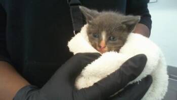 HENRY -  Domestic Short Hair Cat for Adoption in Charlotte, North Carolina - HENRY | PetCurious