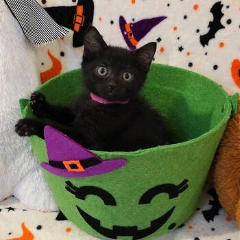 Fortune -  Domestic Short Hair Cat for Adoption in Mastic, New York - Fortune | PetCurious