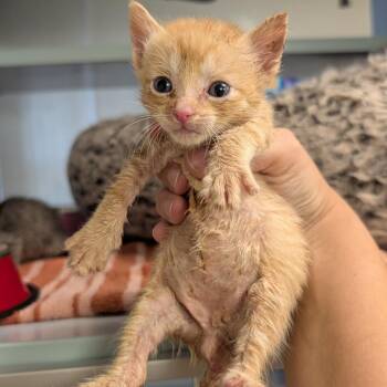Dino -  Domestic Short Hair Cat for Adoption in Buchanan Dam, Texas - Dino | PetCurious