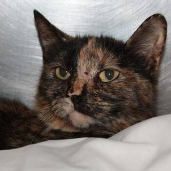 Domestic Short Hair Cats Available for Adoption in Richmond, Virginia - Reptile | PetCurious
