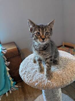 Domestic Short Hair Cats Available for Adoption in Minneapolis, Minnesota - Flynt / Fern | PetCurious