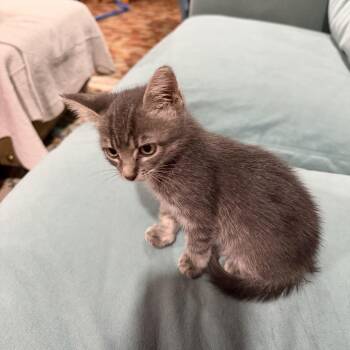 Sir Hiss -  Domestic Short Hair Cat for Adoption in Valdosta, Georgia - Sir Hiss | PetCurious