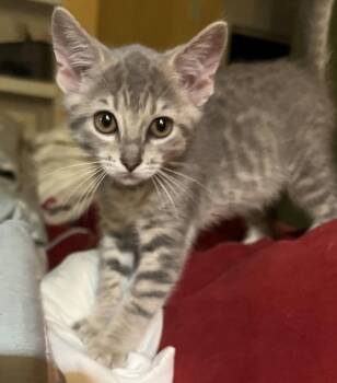 Domestic Short Hair and Tabby Cats Available for Adoption in Frisco, Texas - Silver | PetCurious
