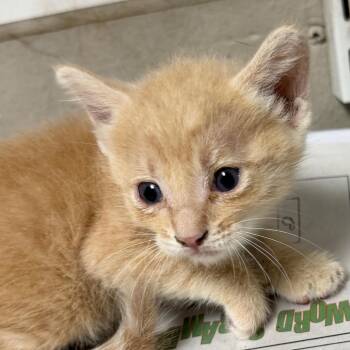 Sofran -  Domestic Short Hair Cat for Adoption in Yuma, Arizona - Sofran | PetCurious