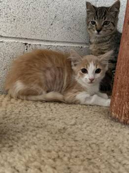 Bebe -  Domestic Short Hair Cat for Adoption in Ontario, California - Bebe | PetCurious