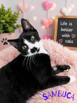 Sambuca -  Domestic Short Hair Cat for Adoption in Barton, Vermont - Sambuca | PetCurious