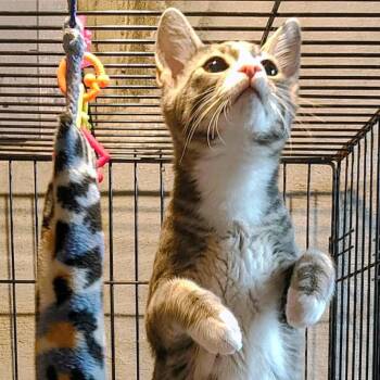 Edan -  Domestic Short Hair Cat for Adoption in Lisbon, Connecticut - Edan | PetCurious