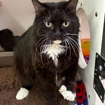 Meeko -  Domestic Long Hair Cat for Adoption in Des Moines, Iowa - Meeko | PetCurious