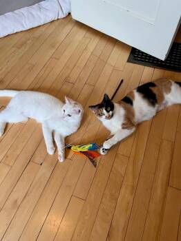 Domestic Short Hair Cats Available for Adoption in Minneapolis, Minnesota - Annette / Amber Atkins | PetCurious